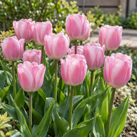 Tulipa Triumph Dynasty | roze Triumph tulp | ca. 60 cm hoog | bloei midden lente | verkoop per bol