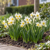 Narcissus tazetta Canaliculatus bloembol | 15 cm hoog | verkoop per bol
