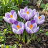 Crocus vernus Pickwick | bloembol per stuk | 10 cm hoog