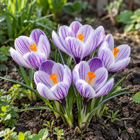 Crocus vernus Pickwick bloembol | verkoop per bol | ca. 10 cm hoog | vroege voorjaarsbloeier