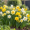 Narcissen miniature mix bloembollen | 25 cm hoog | verkoop per bol
