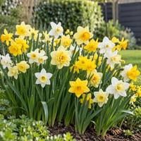 Narcissen miniature mix bloembollen | diverse soorten gemengd | ca. 25 cm hoog | midden lente bloei | verkoop per bol