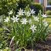 Ornithogalum umbellatum bloembol | 20 cm hoog | verkoop per bol