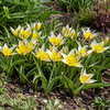 Tulipa tarda | bloembol | geel met witte tulp | 10 cm | per bol