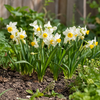 Narcissus Canaliculatus | 5 bloembollen | 15 tot 20 cm hoog