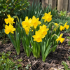 Narcissus Tête à Tête | 7 bloembollen | 15 tot 20 cm hoog