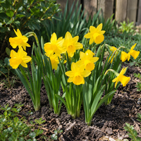 Narcissus Tête à Tête | 7 bloembollen | compacte gele mininarcis | 15 tot 20 cm hoog