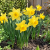 Narcissus California | 5 bloembollen | 40 cm hoog