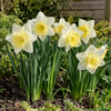 Narcissus Ice Follies | 5 bloembollen | 40 tot 45 cm hoog
