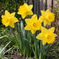 Narcissus Carlton | grote gele narcis | 5 bloembollen | 40 tot 45 cm hoog | voor tuin, border en pot