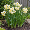 Narcissus Tazetta | 8 bloembollen | 25 cm hoog