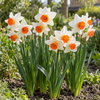 Narcissus Geranium | 5 bloembollen | 35 tot 40 cm hoog