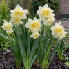 Narcissus Cheerfulness | 5 bloembollen | 30 tot 35 cm hoog