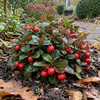 Gaultheria Pro Big Berry | 15 cm hoog | 12 cm pot