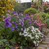 Herfst asters diverse kleuren | 15 cm hoog | 12 cm pot | per stuk