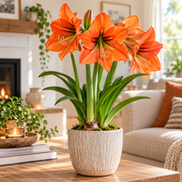 Hippeastrum oranje Amaryllis bloembol | Grote oranje bloemen | Voor binnen en beschut buiten | Verkoop per stuk