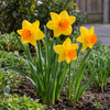 Narcissus Pimpernel | 5 bloembollen | 40 cm hoog