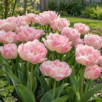 Tulipa Angelique | wit roze dubbele late tulp | zak 100 bloembollen | voor tuin, border, balkon en terras