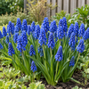 Muscari armeniacum | blauwe druifjes | max. 15 cm | verkoop per bol