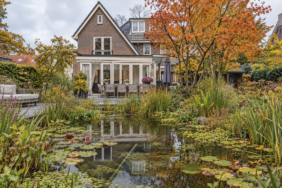 Vijver helder houden met planten
