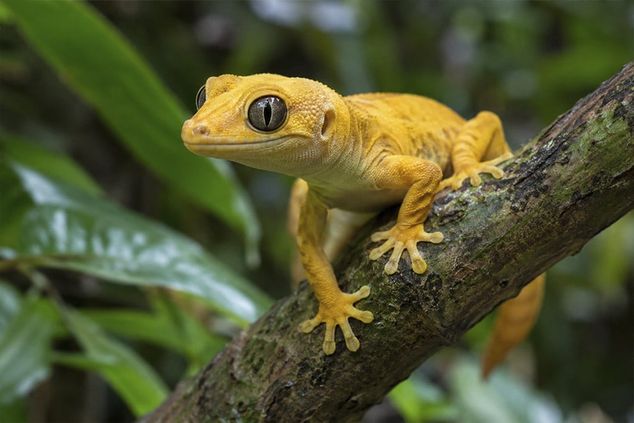 Golden Gecko verzorgen: Gekko badenii