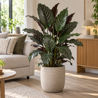 Calathea sanderiana | tropische kamerplant | pot 19 cm | 105 cm hoog