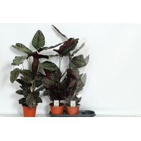 Calathea sanderiana | tropische kamerplant | pot 19 cm | 105 cm hoog