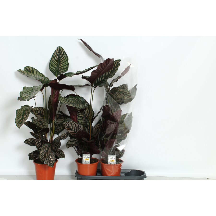 Calathea sanderiana | tropische kamerplant | pot 19 cm | 105 cm hoog
