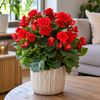 Begonia Elatior Baladin rood | pot 13 cm | hoogte 35 cm