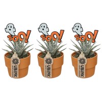 Haworthia fasciata Alba in grijze terracottapot met Halloween steker | potmaat 10 cm | ca. 18 cm hoog