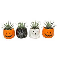 Haworthia fasciata 'Big Band' | succulent in keramieken Halloweenpot | 5,5 cm pot | 10 cm hoog