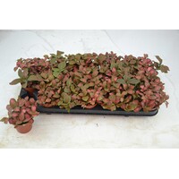 Fittonia verschaffeltii 'Red Star' terrariumplant | 8,5 cm pot | 12 cm hoog bij levering