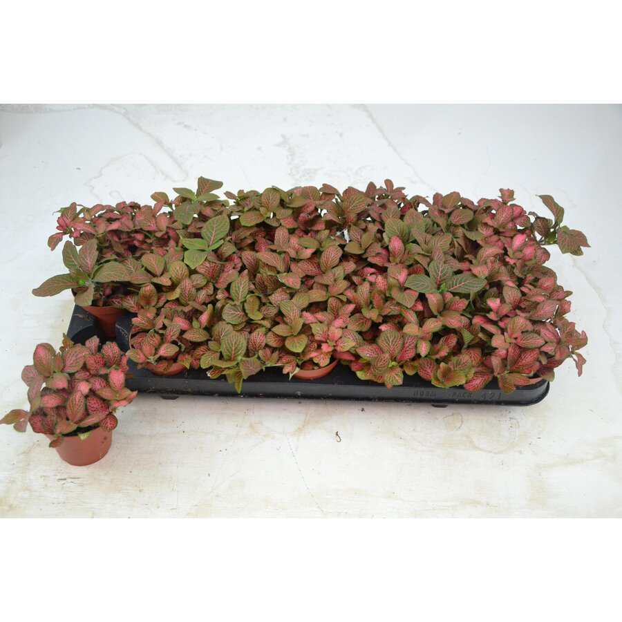 Fittonia verschaffeltii 'Red Star' terrariumplant | 8,5 cm pot | 12 cm hoog bij levering