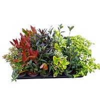 Heesters gemengd | diverse soorten en kleuren | 15 cm hoog | in 9,5 cm pot | verkoop per stuk