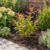 Heesters gemengd | 9,5 cm pot | 15 cm hoog | per stuk