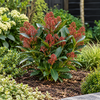 Skimmia japonica 'Rubella' | 45 cm hoog | 15 cm pot