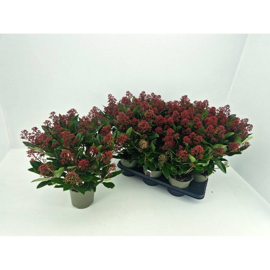 Skimmia japonica 'Rubella' | 45 cm hoog | In 15 cm pot | Wintergroene sierheester