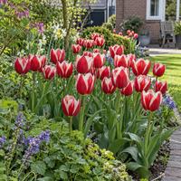 Tulipa Leen van der Mark | 100 bloembollen | rood witte Triumph tulp | ca. 50 cm hoog