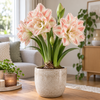 Hippeastrum Amaryllis Bloembol lichtroze dubbelbloemig | geleverd als bol
