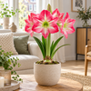 Hippeastrum Amaryllis roze met witte tekening | bloembol voor binnen en buiten