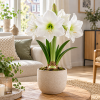 Hippeastrum wit | Amaryllis bloembol | voor binnen en buiten | grote witte bloemen | per stuk