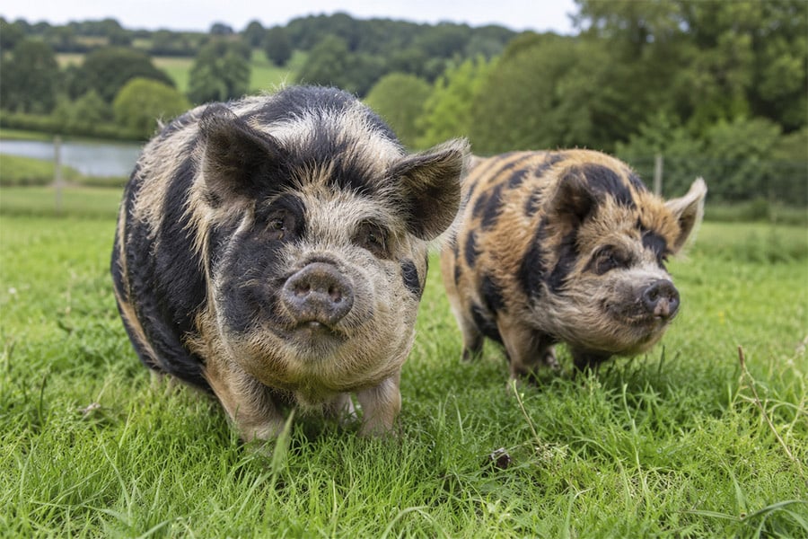 Kunekune varken verzorgen: voeding, huisvesting en tips