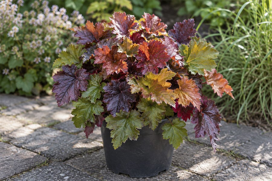 JUNAVERA Heuchera Indian Summer | Kleur voor tuin en terras