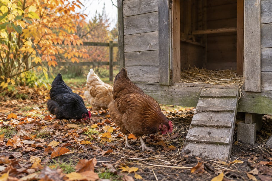 Bloedluis bestrijden in de herfst? Bescherm je kippen nu