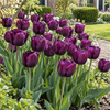 Tulipa Negrita | 100 paarse tulpenbollen | 40 cm bloeihoogte