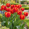 Tulipa Triumph | Rode tulp met gele gloed | 7 bloembollen | 40 cm hoog