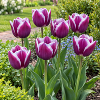 Tulipa Triumph | Paarse tulp met witte bloemranden | 7 bloembollen | Ca. 50 cm hoog | Voor tuin, balkon en terras