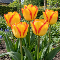 Tulipa Darwin Hybrid | Gele tulp met rode randen | 7 bloembollen per verpakking | Bloeihoogte tot 50 cm | Voor tuin, balkon en terras