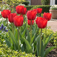 Tulipa Triumph rode tulp | 8 bloembollen | Maximaal 50 cm hoog | Voor tuin, border, balkon en terras