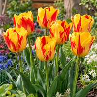 Tulipa Triumph gele tulp met rode tekening | 7 bloembollen | Maximaal 50 cm hoog | Voor tuin, border, balkon en terras